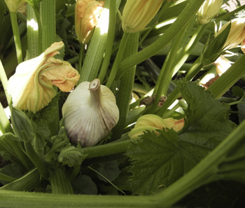 Grey Duck Garlic, garlic bulb in squash